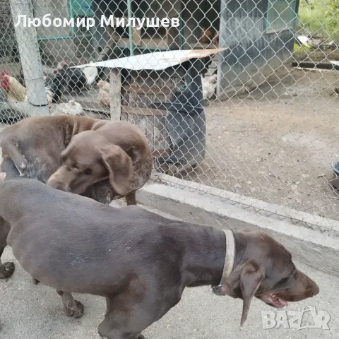 Курцхарчетаостанаха две женски, снимка 10 - Курцхаар - 56061474