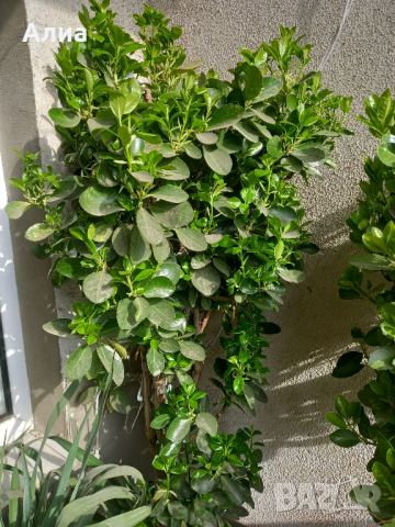 Многогодишен зелен храст Euonymus japonicus, снимка 7 - Градински цветя и растения - 41324609
