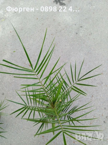 Палма - финикова Студоустойчивост до -10, снимка 2 - Разсади - 50678092