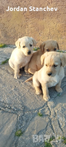 Лабрадор , снимка 3 - Лабрадор ретривър - 53872181