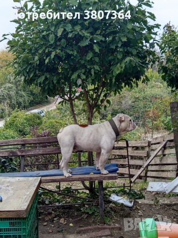 Свободен за разплод мъжки Английски булдог , снимка 12 - Английски булдог - 51313446