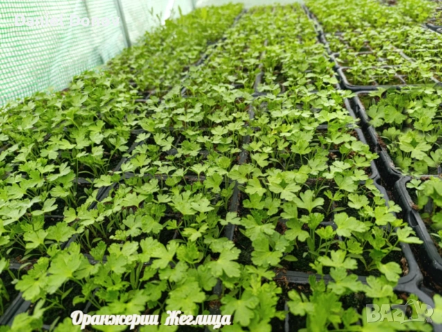 Домат ЧЕРВЕН ГИГАНТ + още над150 сорта домати, снимка 7 - Разсади - 53716352