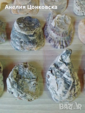 Черупки от стриди 21 бр.2023, снимка 1