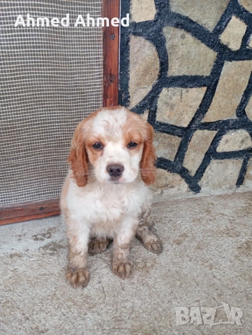 Кокер+бретон , снимка 3 - Бретон шпаньол - 53188669