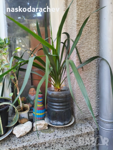 Юка - студоустойчиви големи растения в саксия , снимка 3 - Градински цветя и растения - 51692388