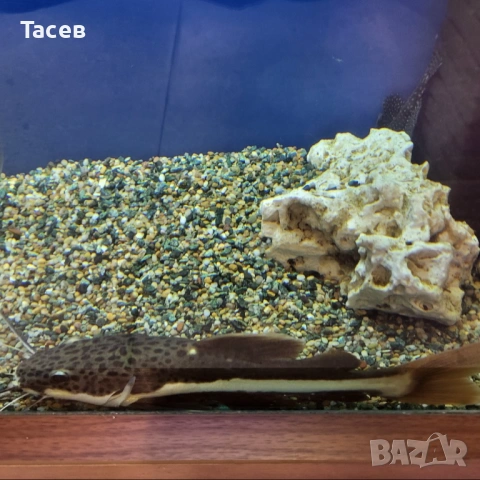 Червеноопашат сом 22см