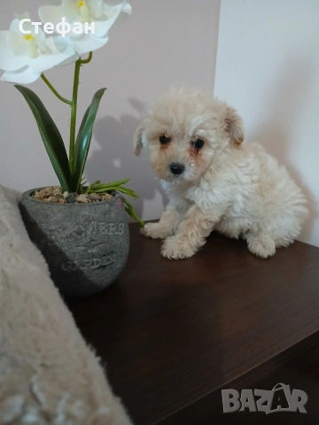 Малтипу момиче и момче, снимка 6 - Пудели - 53683639