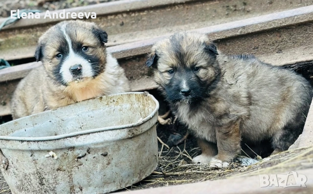 Продавам малки каракачански кученца, снимка 2 - Каракачанска овчарка - 53562654