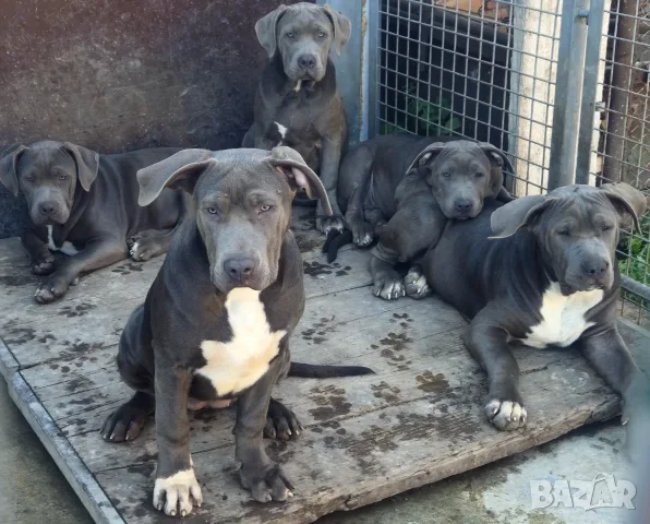 Американско Були Ххл American bully XXl , снимка 7 - Питбул - 56316424