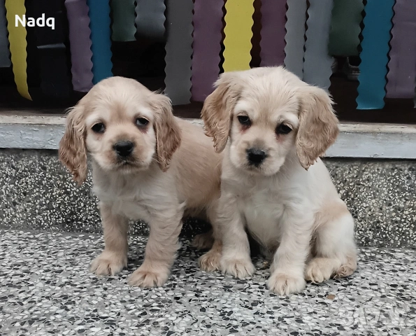 Кокер шпаньол Страхотни 