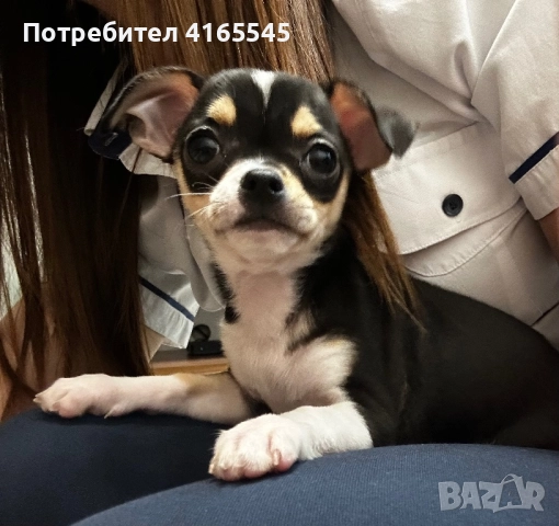 Чихуахуа момиченце гр. Варна, снимка 2 - Чихуахуа - 52787097