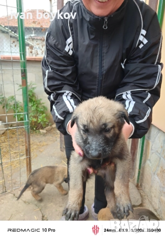 Малиноа, снимка 3 - Други - 52989039