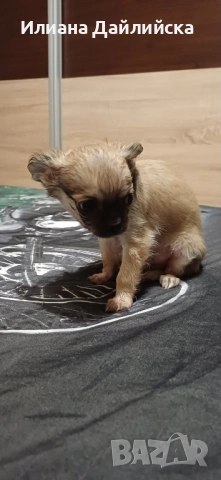 Супер мини чихуахуа, снимка 4 - Чихуахуа - 53387021