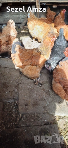 Продавам кокошки , снимка 5 - Кокошки и пуйки - 53583834