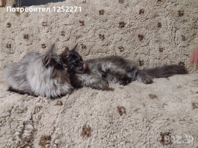 Мейн куун момче и момиче