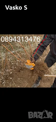 Разсад 2026 малини, снимка 13 - Разсади - 56361308