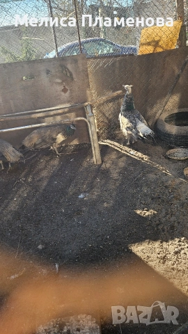 Продавам Пауни на 7 месеца , снимка 2 - други­ - 52935015