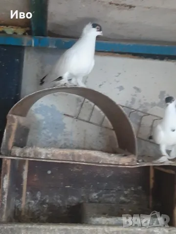 Продавам гълъби кепита , снимка 5 - Гълъби - 48981214