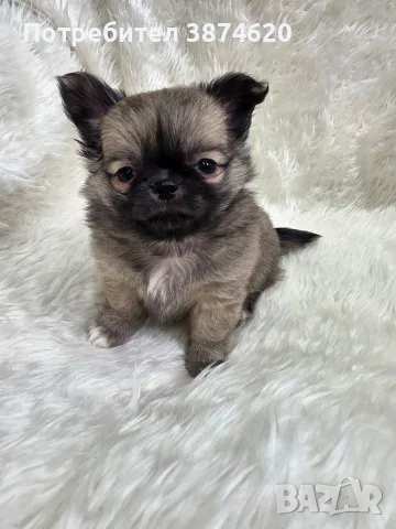 чихуахуа момченце 