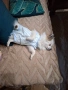 Шпиц/померан 6 месеца, снимка 2