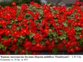 МНОГОЦВЕТНИ БЕГОНИИ - ЧЕРВЕНА И ЖЪЛТА; ГРУДКИ, снимка 1