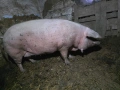Женско прасе с менгуши, снимка 1