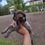Курцхарчетаостанаха две женски, снимка 4