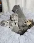 Клепоухи шотландски котета , снимка 1