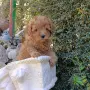 Той пудел момиче., снимка 1