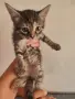 Подарявам 3 малки котета, снимка 5