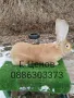Продавам зайци великани, снимка 8