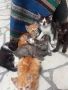 ПОДАРЯВАМ КОТЕНЦА, снимка 18