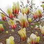 Magnolia concinna Sunrise (Магнолия Изгрев), снимка 1 - Градински цветя и растения - 41223524