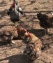 Кокошки и пилета (катунски), снимка 2