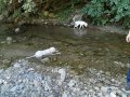 Изгубено куче- бяло лагото, снимка 1 - Изгубени/намерени - 41971456