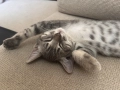 шотландско правоухо коте котка, снимка 7