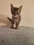 Подарявам 3 малки котета, снимка 2