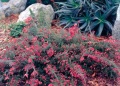 Гревилия (Червен паяк), снимка 1 - Градински цветя и растения - 44821211