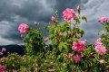 Маслодайна роза, дамаскова роза, казанлъшка роза, роза дамасцена (Rosa × damascena), снимка 1