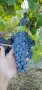Продавам грозде Каберне Фран, снимка 2