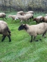 Свободни 4 броя млади заплодени овце. Намират се в гр. Летница -Ловешко,продават се заедно всичките., снимка 1