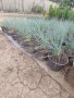 Синя трева фестука (Festuca glauca), снимка 2