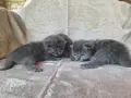 Британски дългокосмести котета , снимка 2