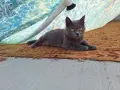 Британски дългокосмести котета , снимка 11