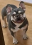 Френски булдог, снимка 3