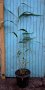Гигантска тръстика, Arundo donax, декоративни, бързорастящи,жив плет, снимка 10
