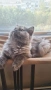 Британски котета , снимка 12