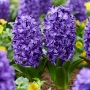 🌸🌿💞 Зюмбюл в саксия (Hyacinthus), снимка 12