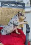American Bully XL, снимка 12