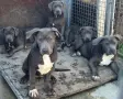 Американско Були Ххл American bully XXl , снимка 7